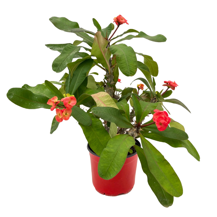 Pianta Euphorbia Milii in vaso rosso da 18 cm, vista completa della chioma e dei fiori.

