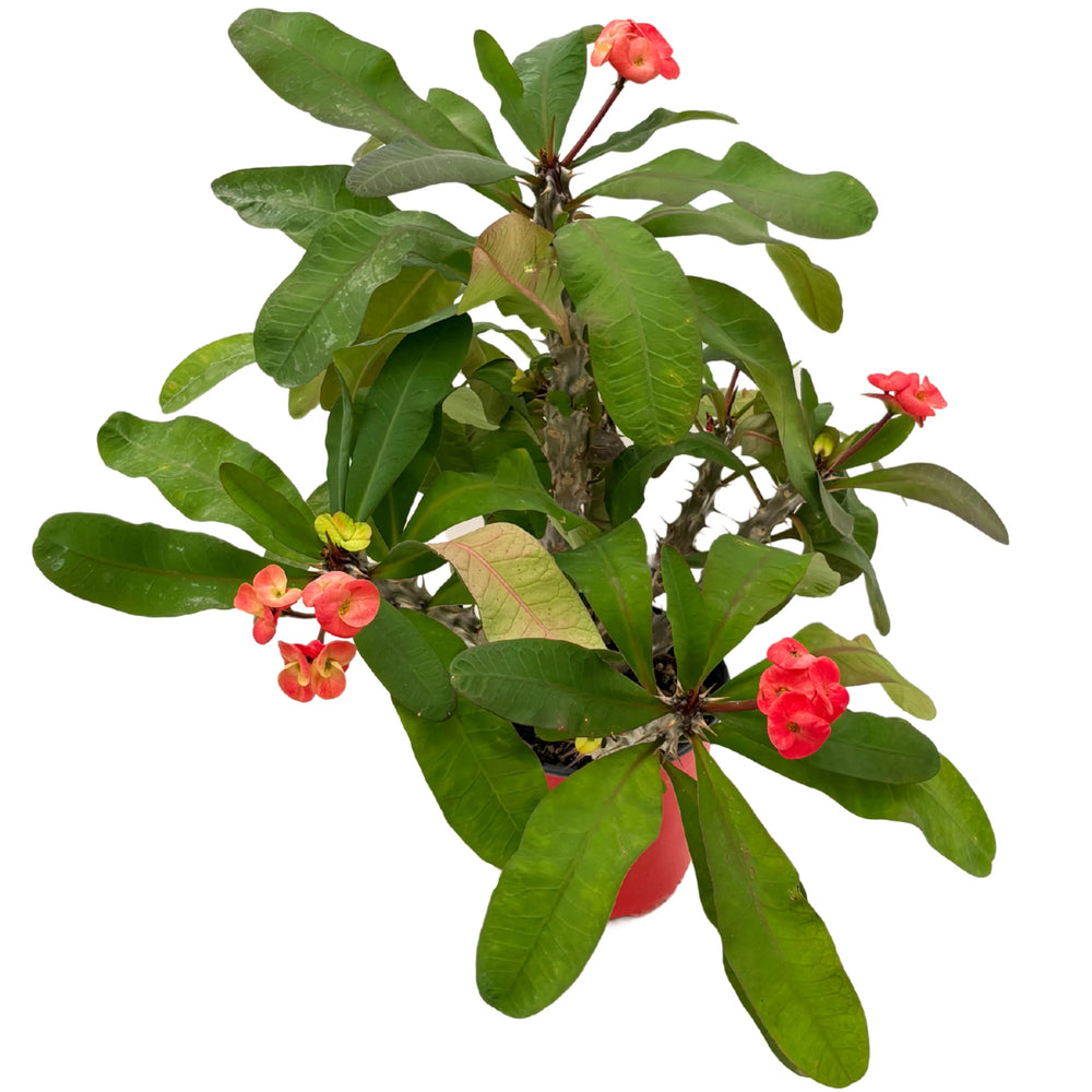 Vista dall’alto della Euphorbia Milii con foglie verdi e fiori rosso corallo.

