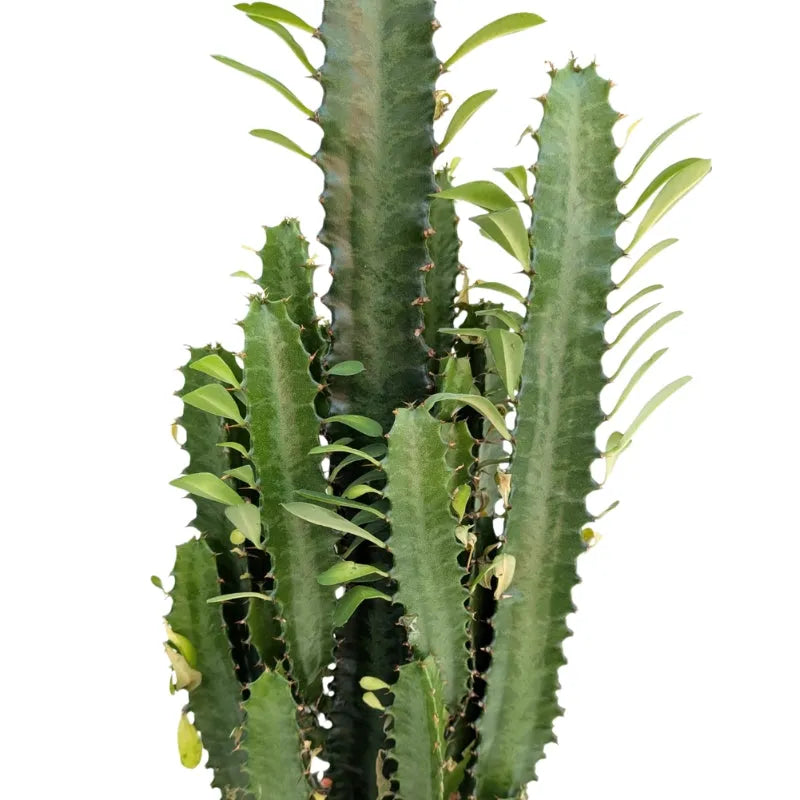 Dettaglio delle foglie della painta 