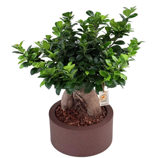 Bonsai ficus ginseng in vaso a Riserva  Echo - i Giardini di Giulia  