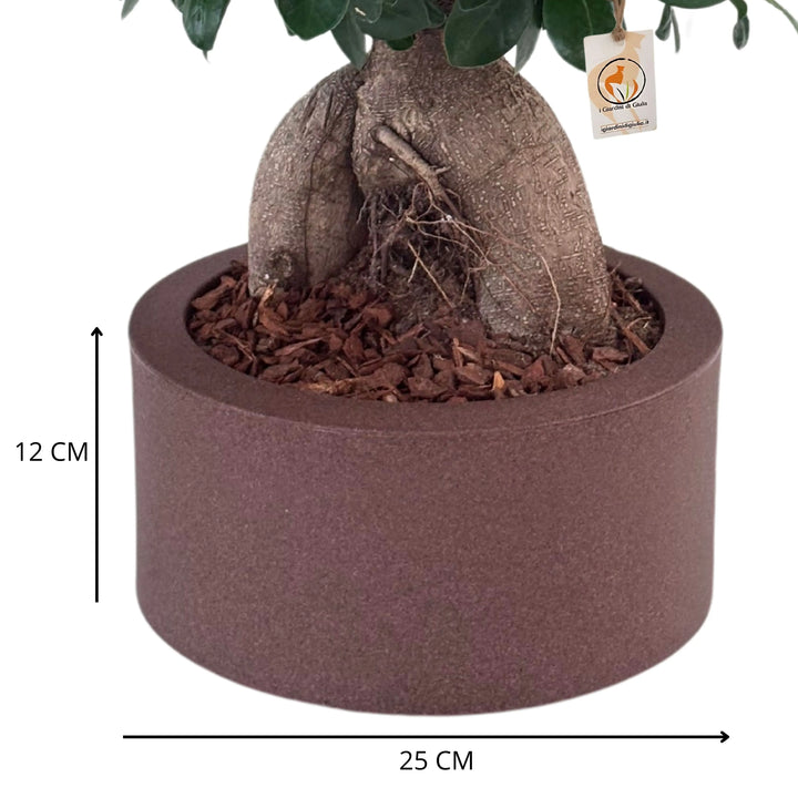 Bonsai ficus ginseng in vaso a Riserva  Echo - i Giardini di Giulia  
