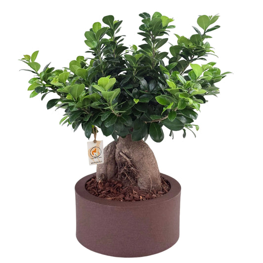 Bonsai ficus ginseng in vaso a Riserva  Echo - i Giardini di Giulia  