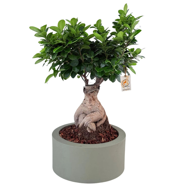 Bonsai ficus ginseng in vaso echo con scatola regalo