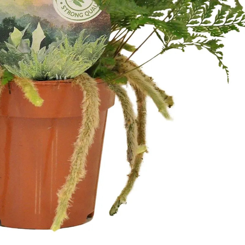 Felce Humata tyermannii d. 12