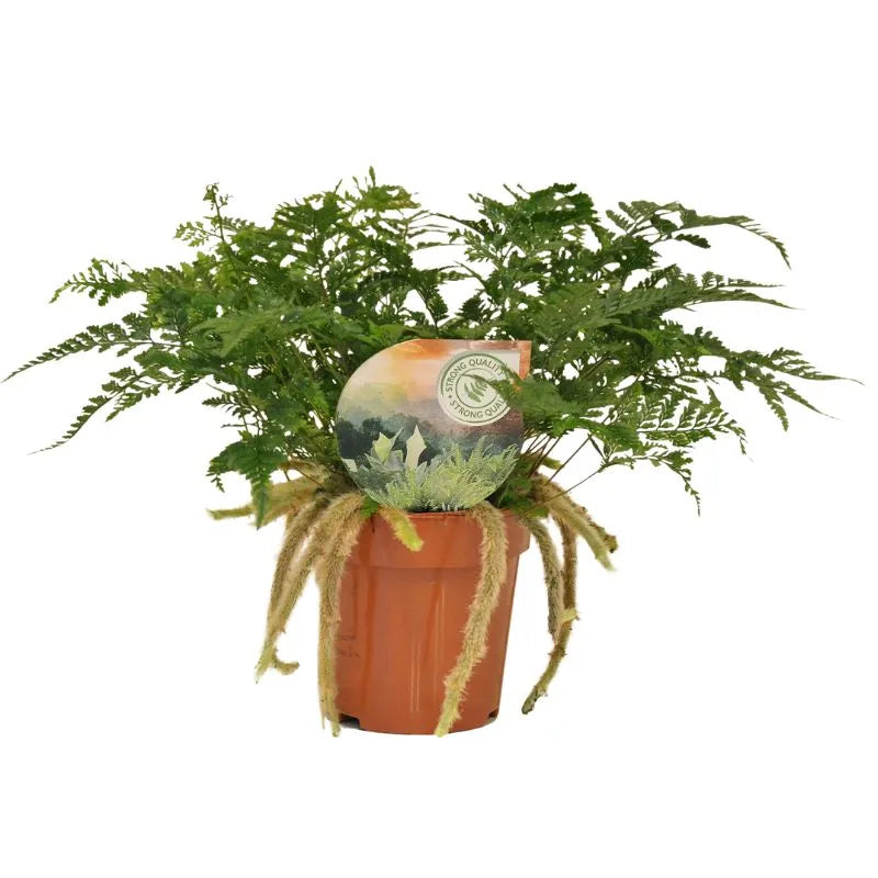 Felce Humata tyermannii d. 12