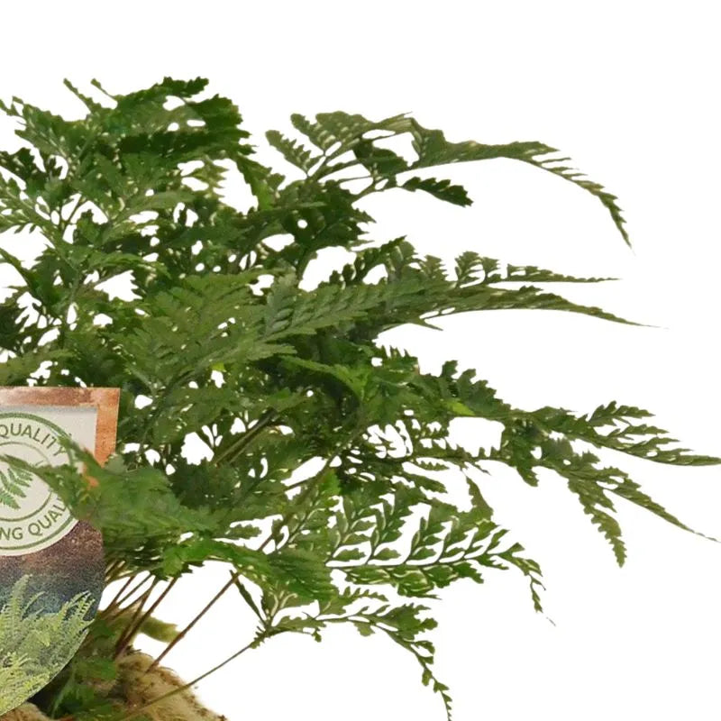 Felce Humata tyermannii d. 12