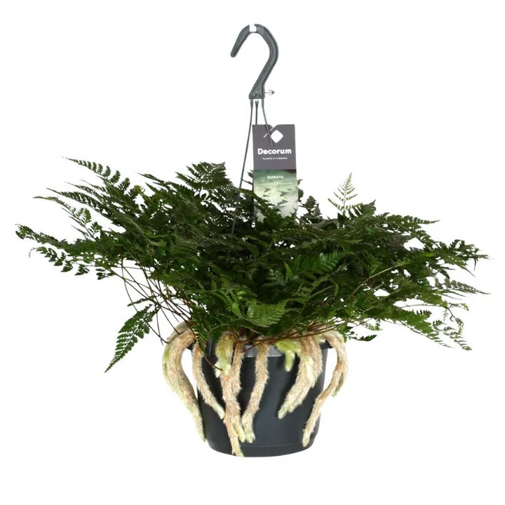 pianta con foglie verdi messa in un vaso nero con un gancio 