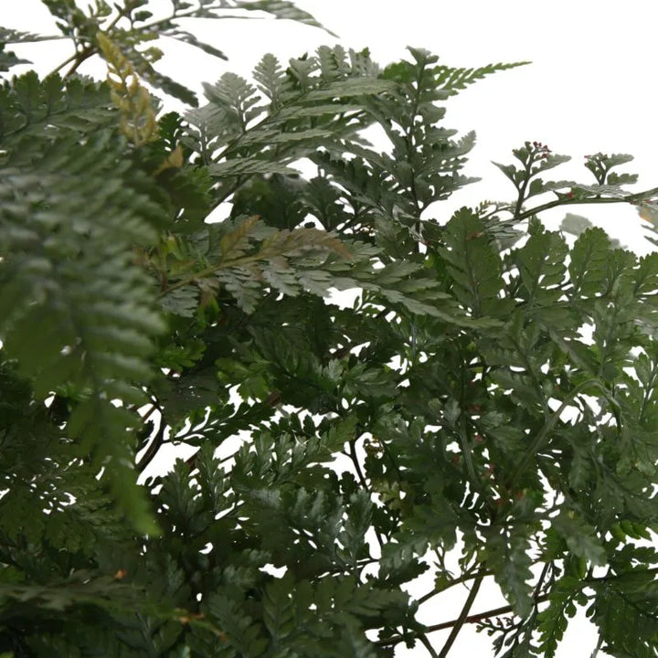 Dettaglio delle foglie verdi della painta 