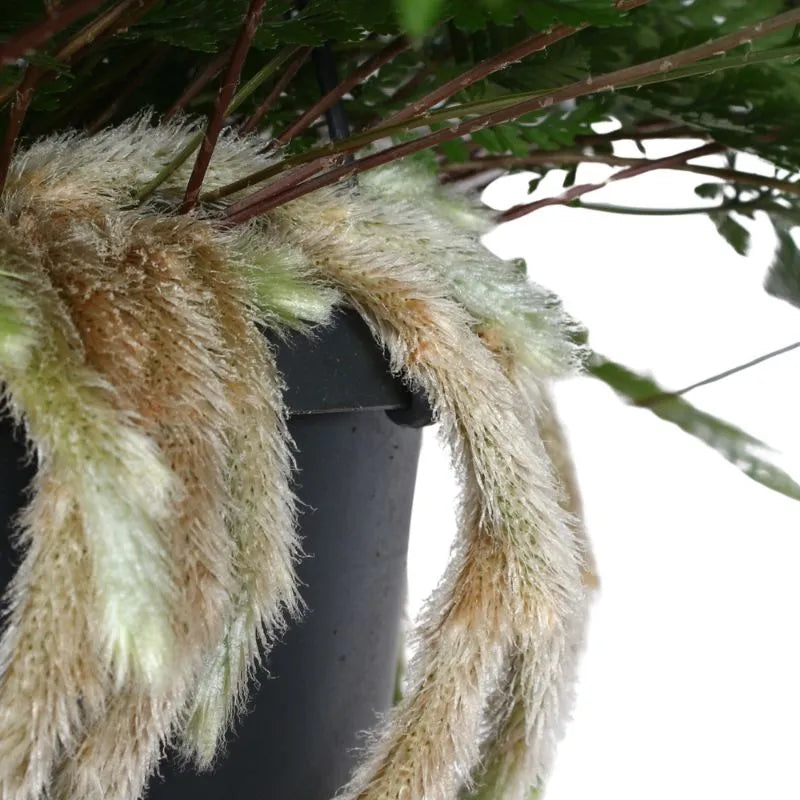 dettaglio sugli steli della pianta con peletti bianchi 