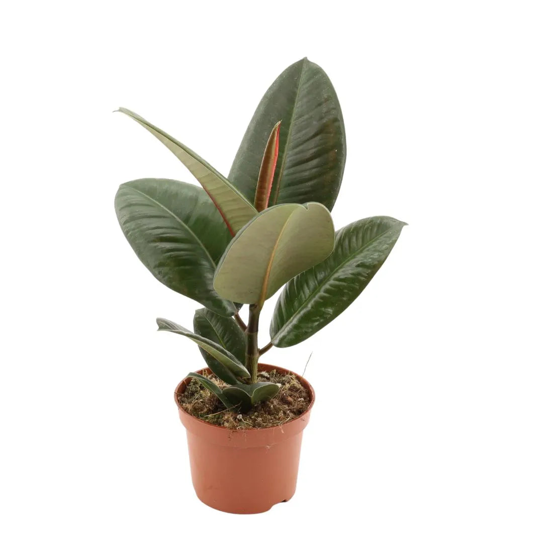 Ficus elastica 'Robusta' con foglie verdi lucide in vaso da coltivazione Ø12 cm, pianta da interno facile da curare
