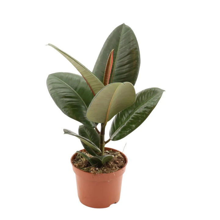 Ficus elastica 'Robusta' con foglie verdi lucide in vaso da coltivazione Ø12 cm, pianta da interno facile da curare
