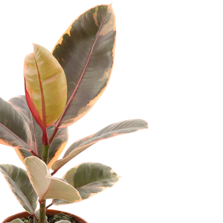 Foglie tricolore del Ficus Belize – dettaglio decorativo rosa, crema e verde



