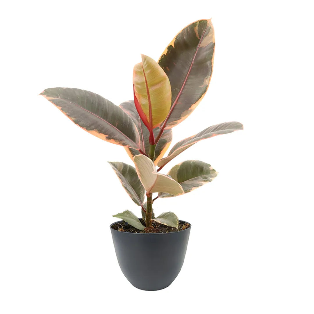 Ficus Belize con foglie lucide rosa e verdi in vaso antracite Ø13 cm, realizzato in plastica riciclata