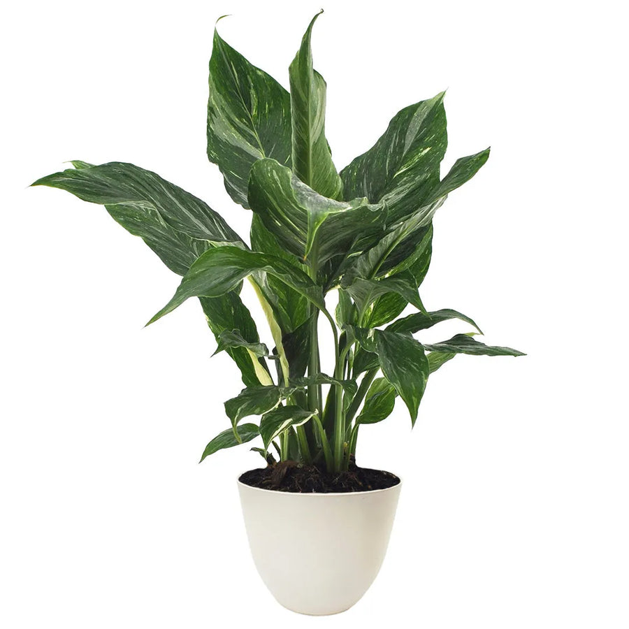 Pianta Ficus 'Belize' in vaso decorativo bianco in plastica riciclata da 13 cm, altezza 30 cm