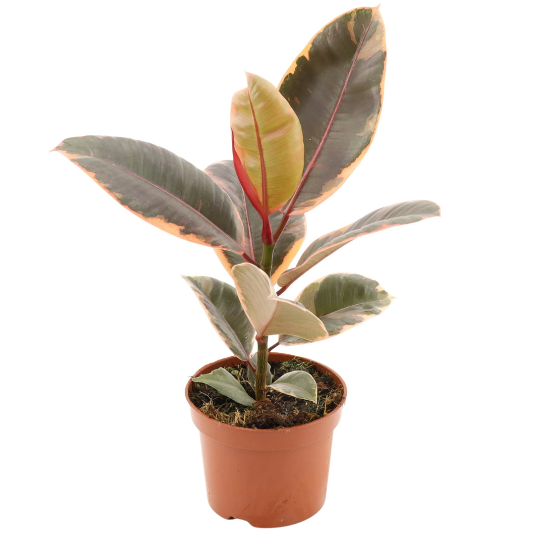 Ficus Belize in vaso da coltivazione Ø12 cm con foglie variegate tricolore, pianta tropicale compatta per interni