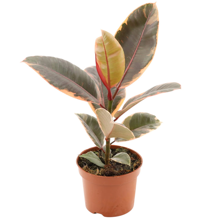 Ficus Belize in vaso da coltivazione Ø12 cm con foglie variegate tricolore, pianta tropicale compatta per interni