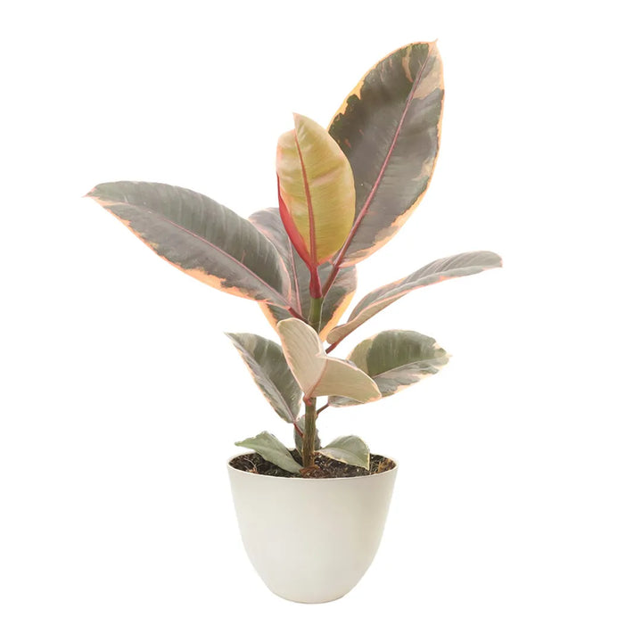 Ficus Belize in vaso bianco opaco Ø13 cm, plastica 100% riciclata, con foglie decorative multicolore