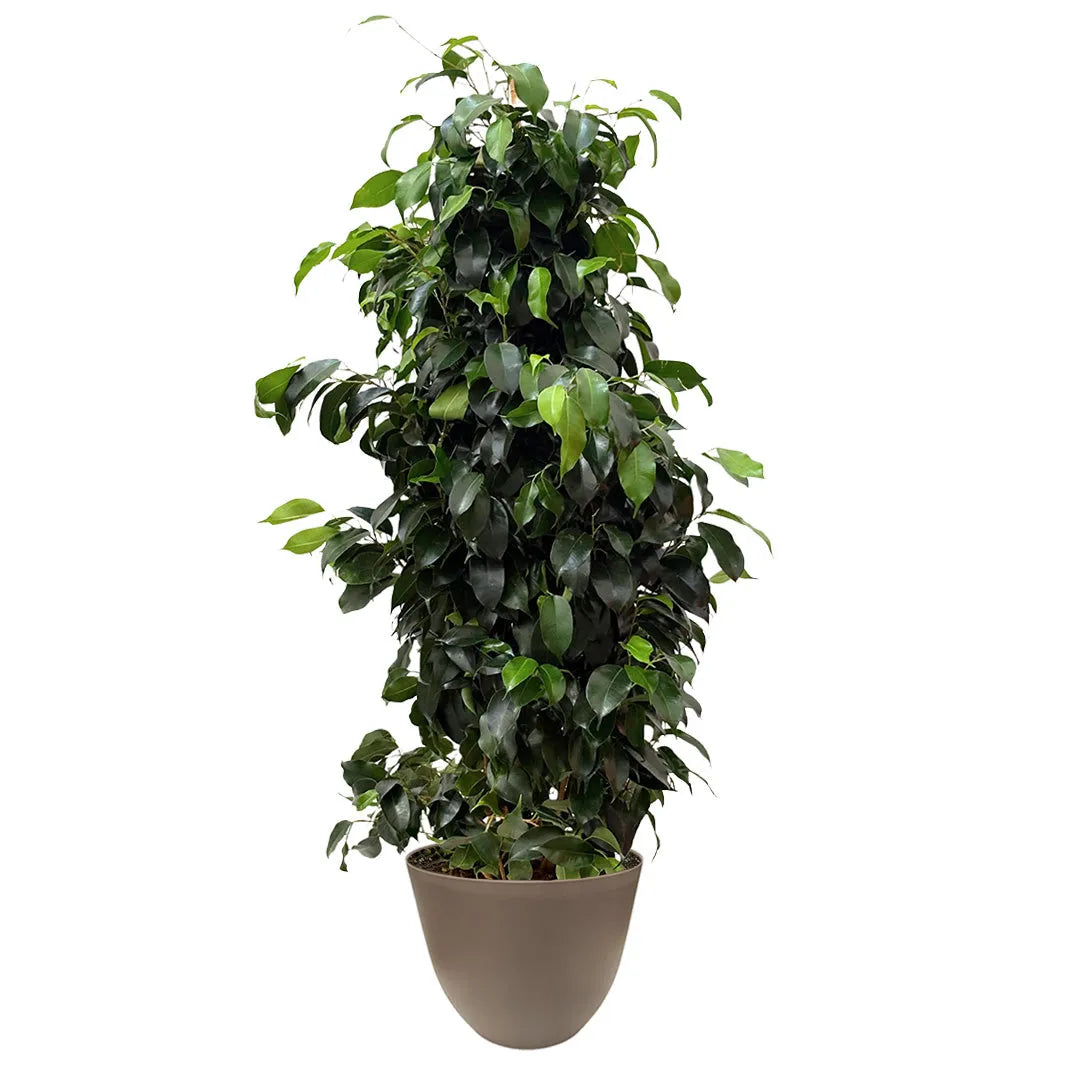 Pianta decorativa Ficus Benjamin con vaso tortora in plastica riciclata Ø22 cm, altezza 100 cm