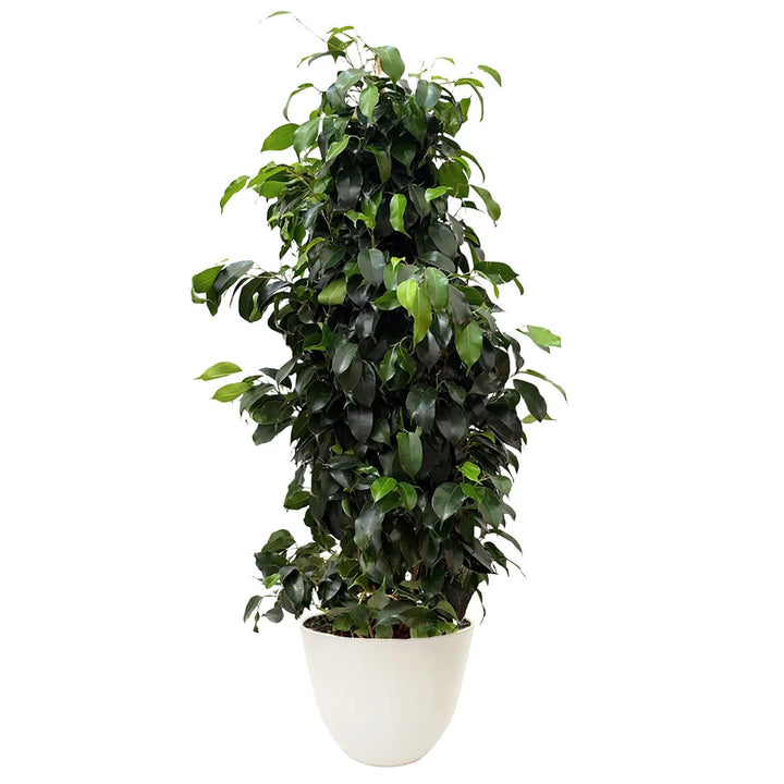 Ficus Benjamin pianta verde alta 100 cm con vaso bianco Ø22 cm riciclato