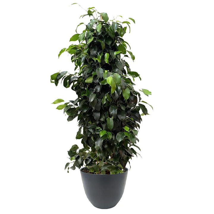 Pianta Ficus Benjamin alta 100 cm in vaso antracite da interno in plastica riciclata Ø22 cm