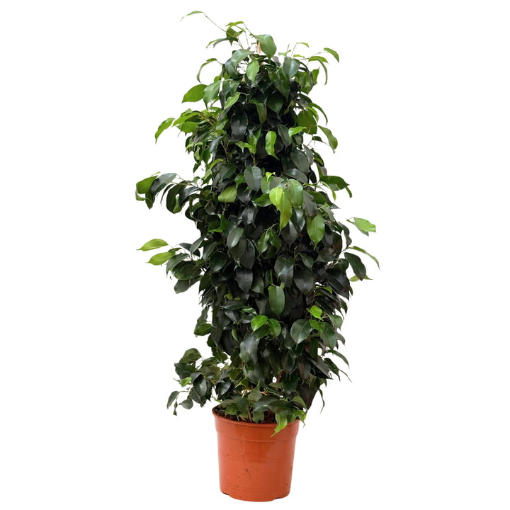 Ficus Benjamin da interno con altezza 100 cm in vaso classico da coltivazione marrone Ø21 cm