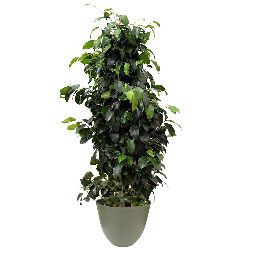 Ficus Benjamin 100 cm in vaso riciclato verde rosmarino, ideale per interni moderni