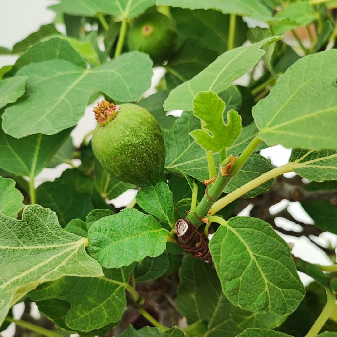 Particolare del frutto acerbo del bonsai Ficus Carica 22 anni, circondato da foglie larghe e lobate tipiche del fico

