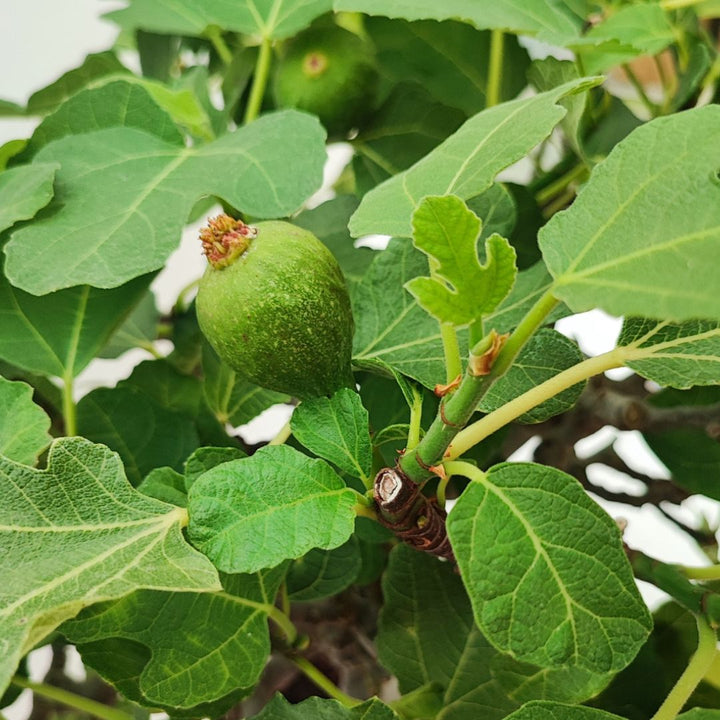 Particolare del frutto acerbo del bonsai Ficus Carica 22 anni, circondato da foglie larghe e lobate tipiche del fico

