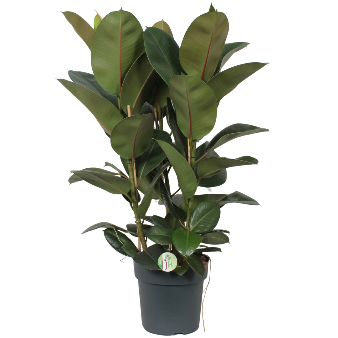 Pianta di Ficus Elastica Robusta in vaso nero, vista frontale su sfondo bianco.