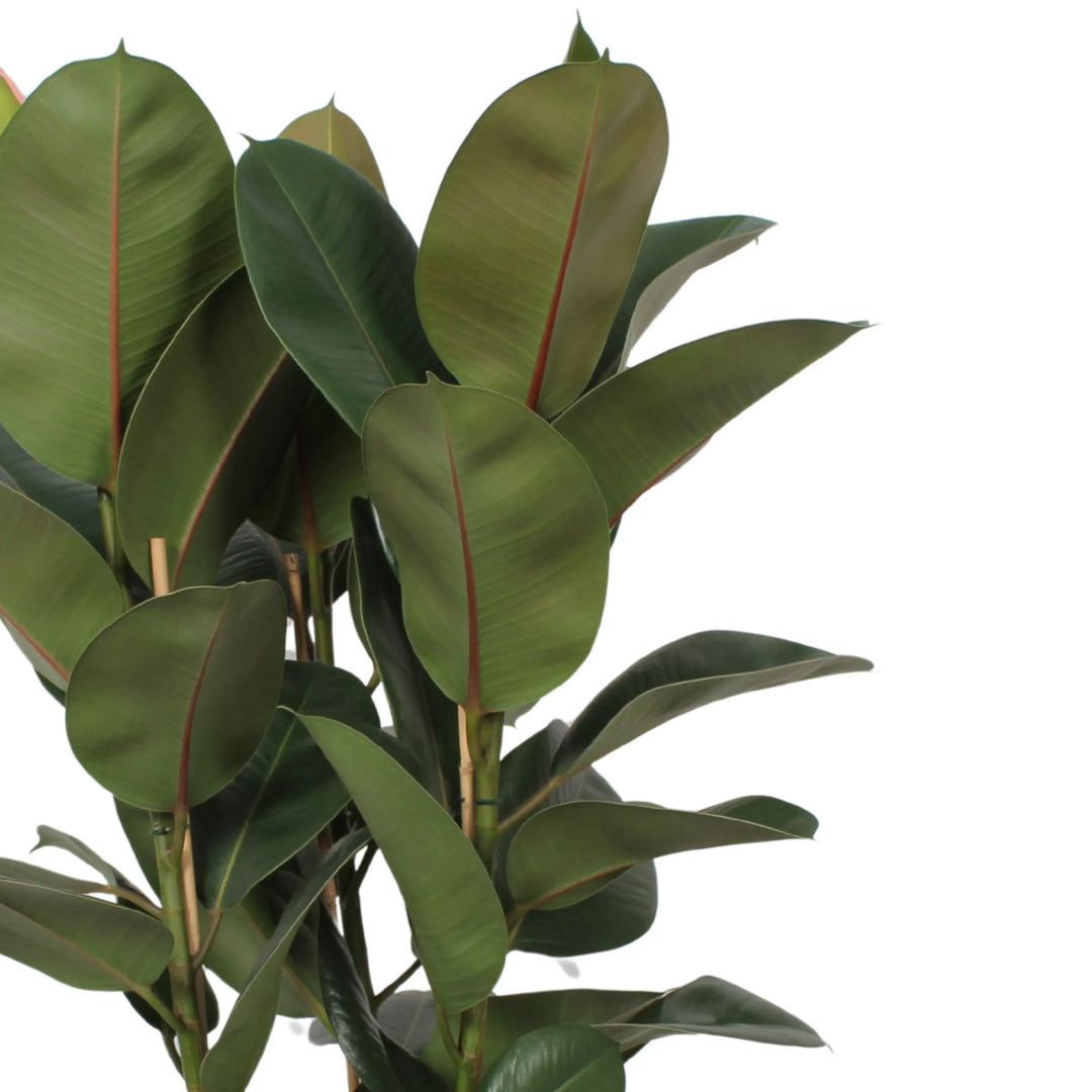 Dettaglio delle foglie verdi lucide del Ficus Elastica Robusta, con venatura centrale rossastra.

