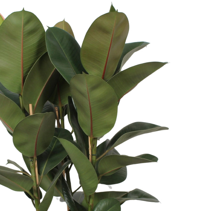 Dettaglio delle foglie verdi lucide del Ficus Elastica Robusta, con venatura centrale rossastra.

