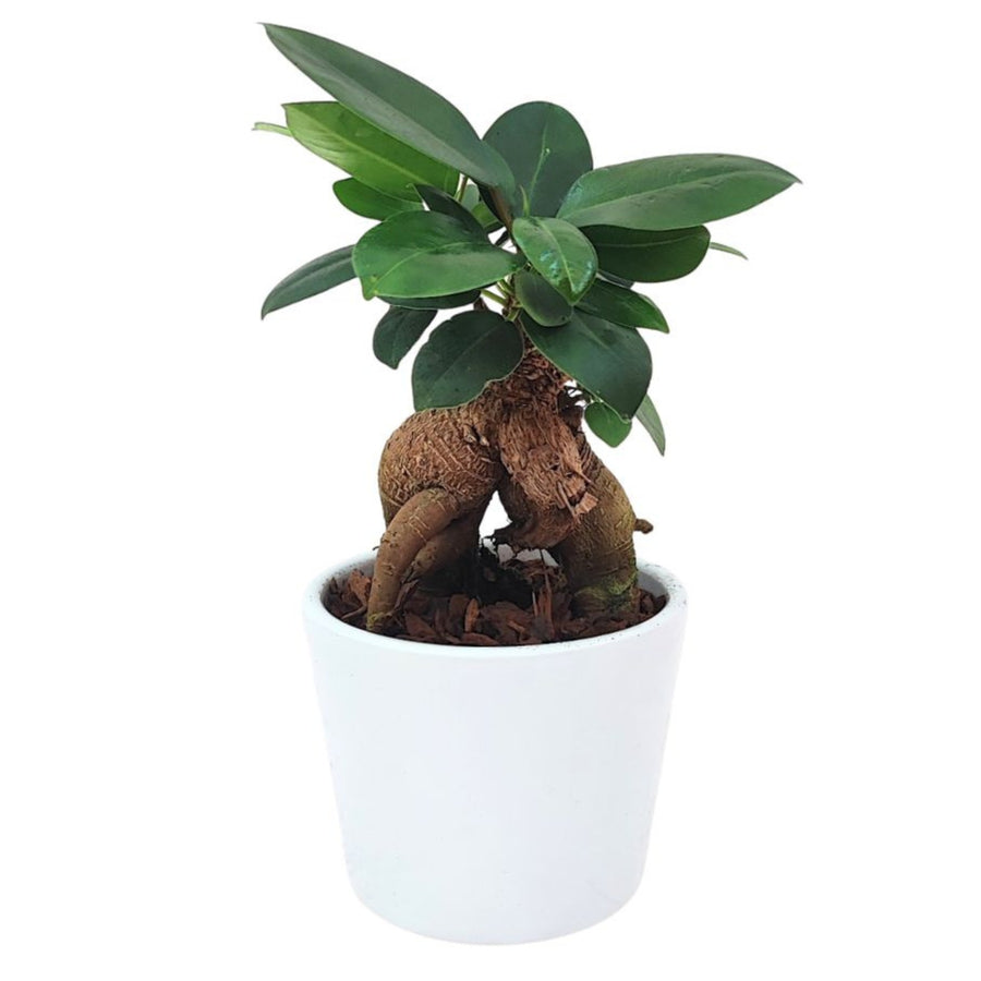 Pianta di Ficus Ginseng bonsai con radici spesse e tronco esposto, sormontato da foglie verde scuro lucide. Collocata in un vaso bianco semplice, ideale per arredare ambienti interni.