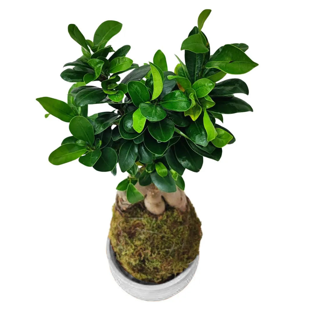 Vista dall’alto del bonsai Ficus Ginseng in kokedama, con sfera di muschio alla base e chioma folta, adatta a scrivanie, mensole e spazi interni curati

