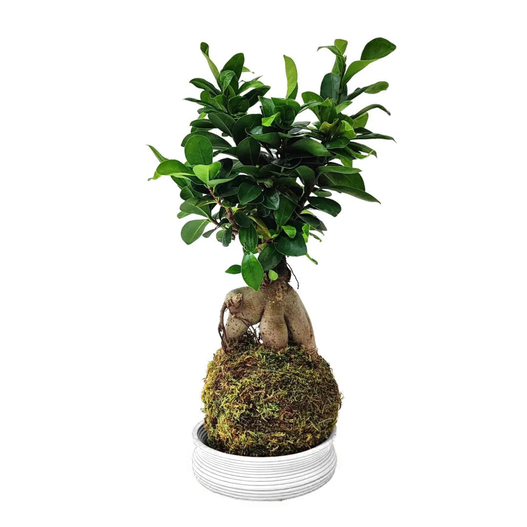 Pianta di Ficus Ginseng coltivata in kokedama con sfera di muschio e piattino bianco decorativo, perfetta per interni moderni, zen e naturali