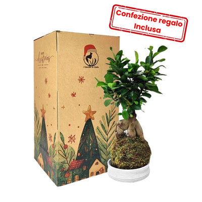 Kokedama Bonsai Ficus Ginseng con scatola natalizia