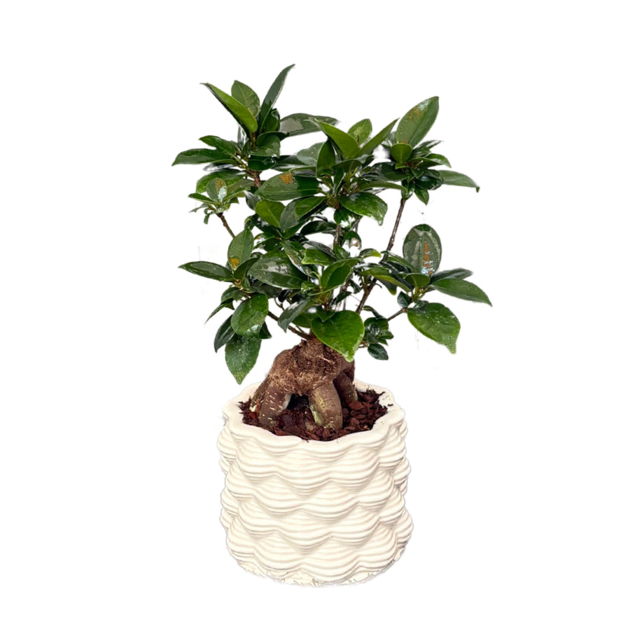 Pianta di Ficus Ginseng con tronco caratteristico e chioma di foglie verde scuro lucide, collocata in un vaso bianco decorato con motivo ondulato.