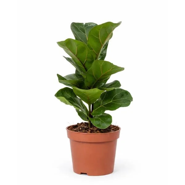 Ficus Lyrata Bambino D. 12