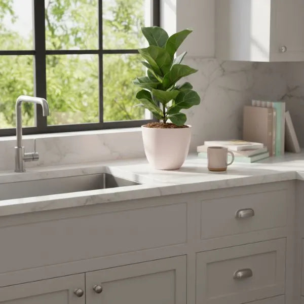 Ficus Lyrata Bambino - pianta da interno compatta, ideale per cucina o living moderno