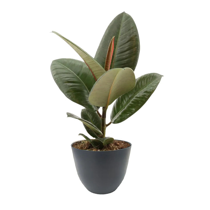 Ficus Robusta con foglie lucide verde scuro in vaso antracite Ø13 cm realizzato in plastica riciclata