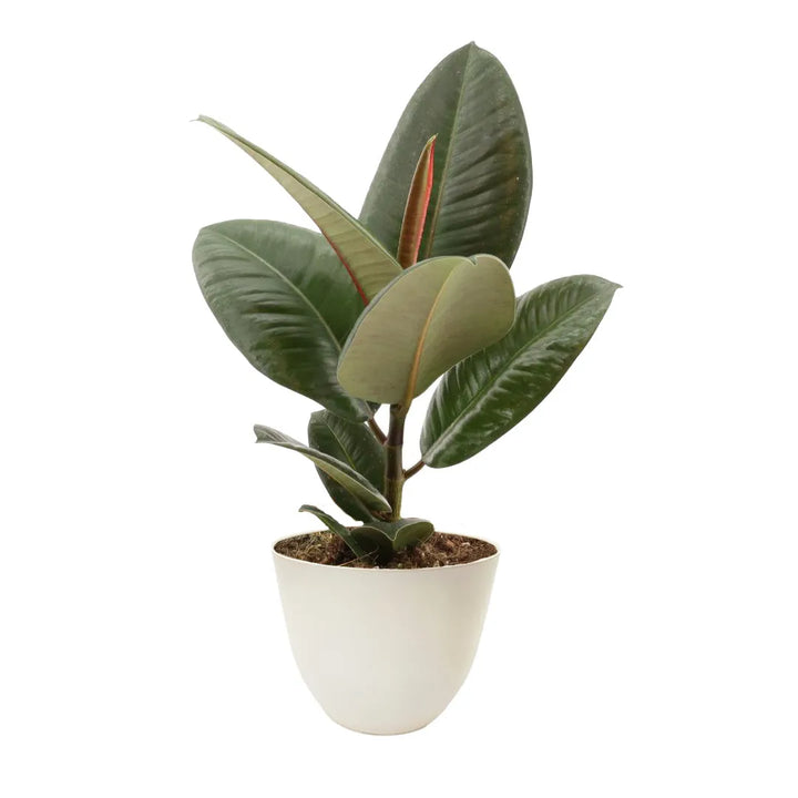 Ficus Robusta in vaso bianco opaco Ø13 cm in plastica 100% riciclata, pianta da interno dal fogliame elegante