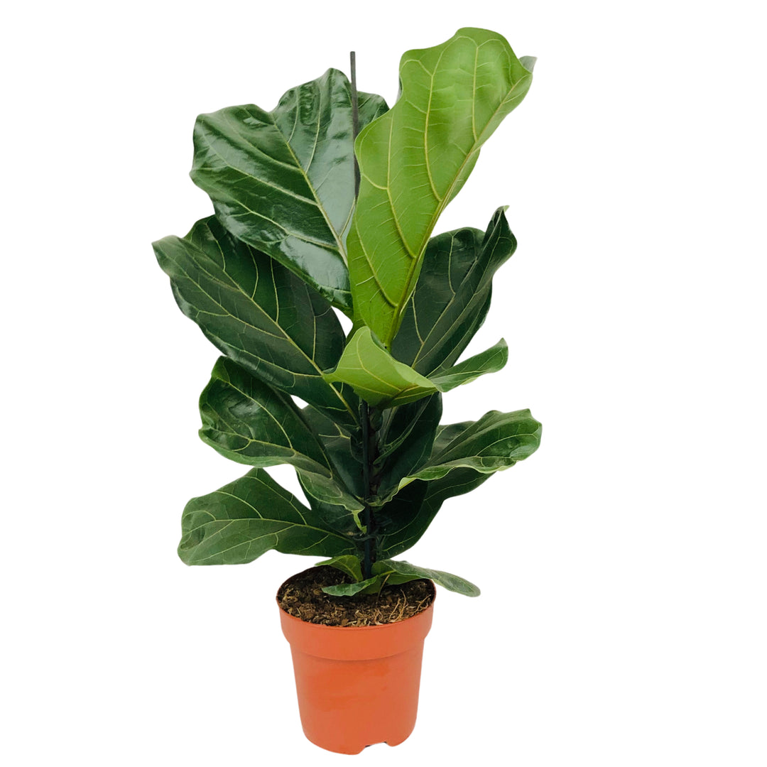 Ficus lyrata altezza pianta 70 cm diametro vaso 17 cm