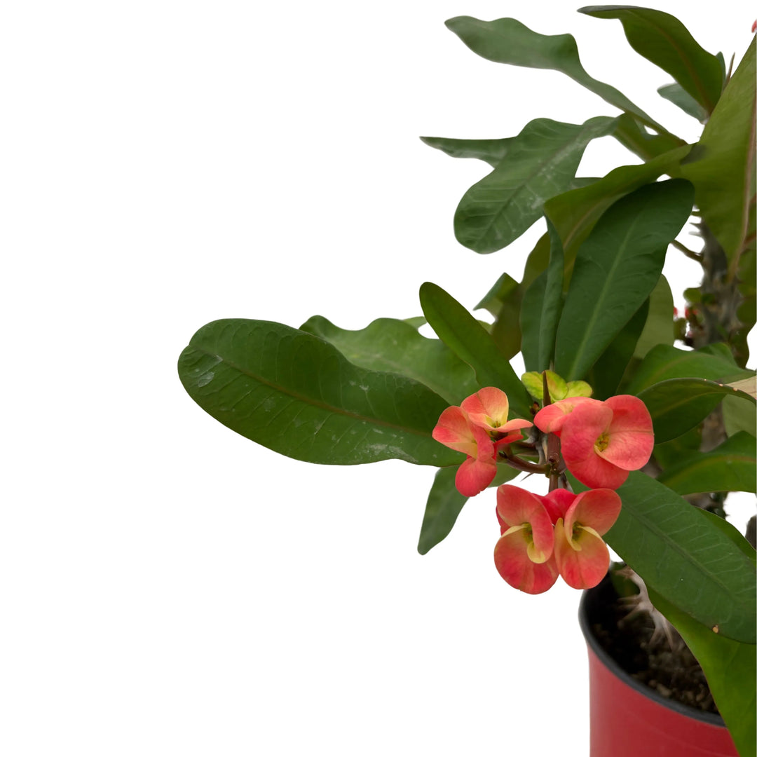 Dettaglio ravvicinato dei fiori rossi e gialli della Euphorbia Milii.

