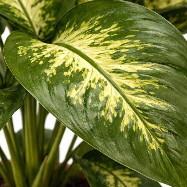 Dettaglio ravvicinato di foglia di Dieffenbachia con variegature giallo crema e verde intenso, pianta ornamentale da interno.
