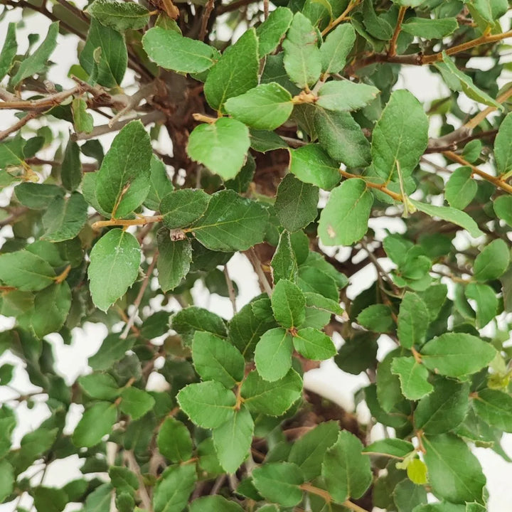 Dettaglio ravvicinato delle foglie verdi del Bonsai Quercus Suber, con margini ondulati e consistenza coriacea


