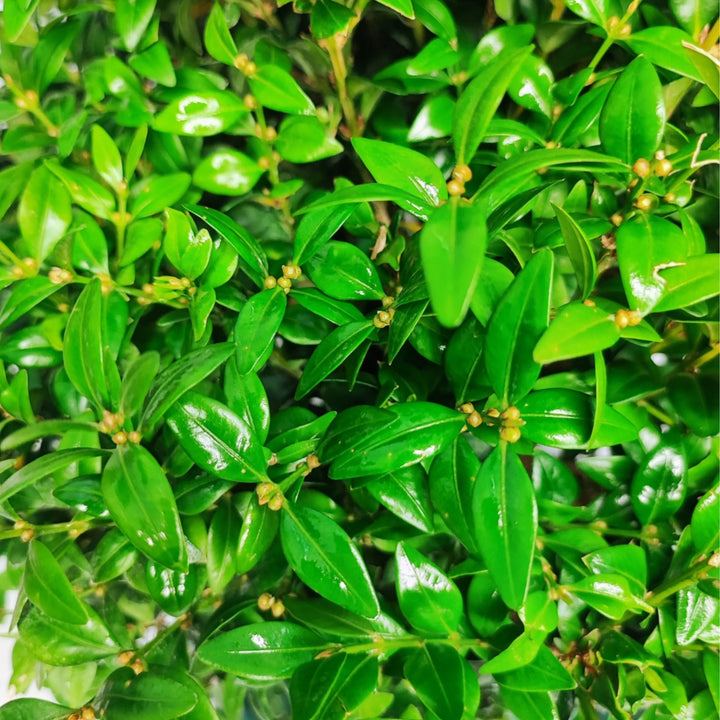 Dettaglio foglie verdi lucide del bonsai Buxus sp., pianta ornamentale della collezione premium


