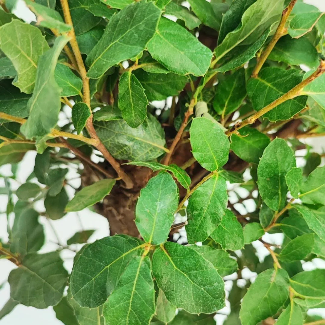 Dettaglio foglie verdi e consistenti di bonsai Quercus suber, pianta ornamentale a foglia caduca

