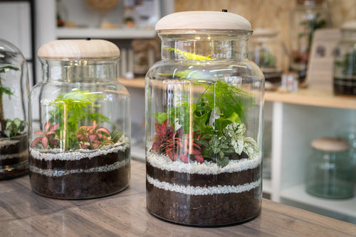 Set di 8 Piante Verdi Tropicali per Terrarium - Selezione di Varietà Esclusive - Ideale per Decorazioni, composizioni e Progetti Creativi