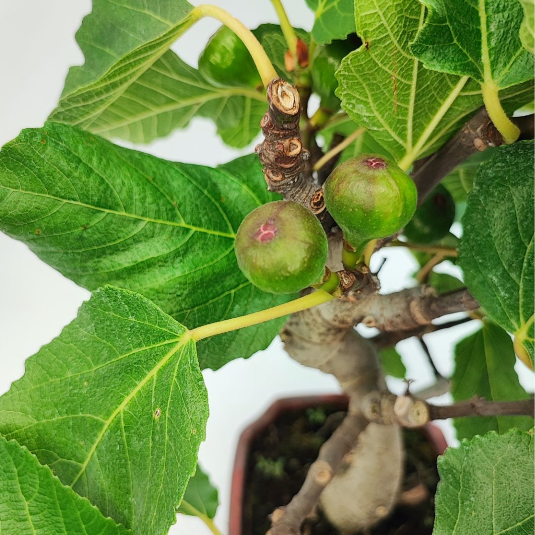Primo piano su fichi verdi e foglie del bonsai Ficus Carica, varietà da interno da 10 anni.

