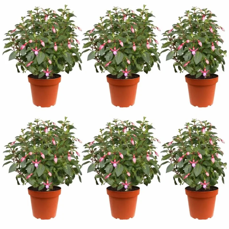 Fucsia pianta cura - Dettaglio fiori bicolore rosa e viola con foglie verdi brillanti