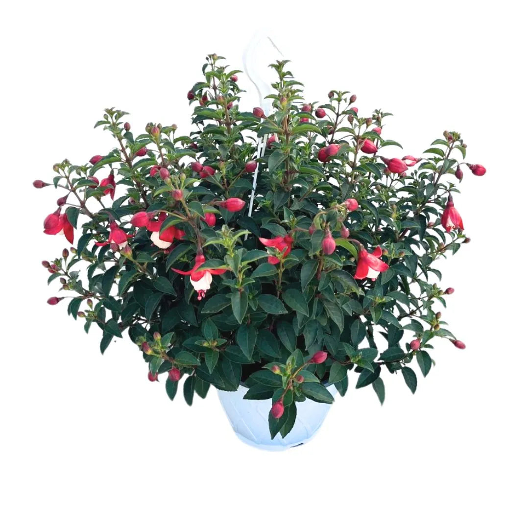 Fucsia in bsaket 17 cm - i Giardini di Giulia  